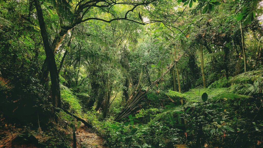 緑が生い茂るシンガポールの森(イメージ) ※撮影地Clementi Forest(本文で紹介しない場所)