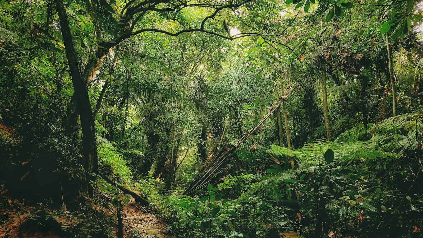 緑が生い茂るシンガポールの森(イメージ) ※撮影地Clementi Forest(本文で紹介しない場所)