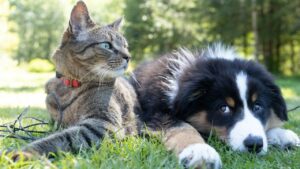 日本からシンガポールへ犬・猫を連れて行く方法のイメージ