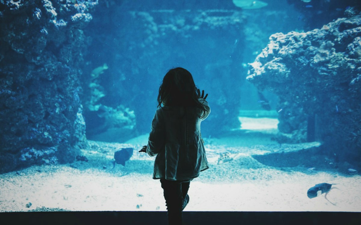 水槽を見つめる子ども(イメージ)