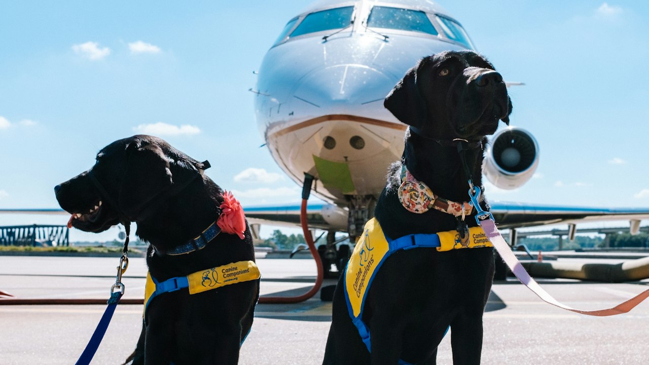 旅行中の犬(イメージ)
