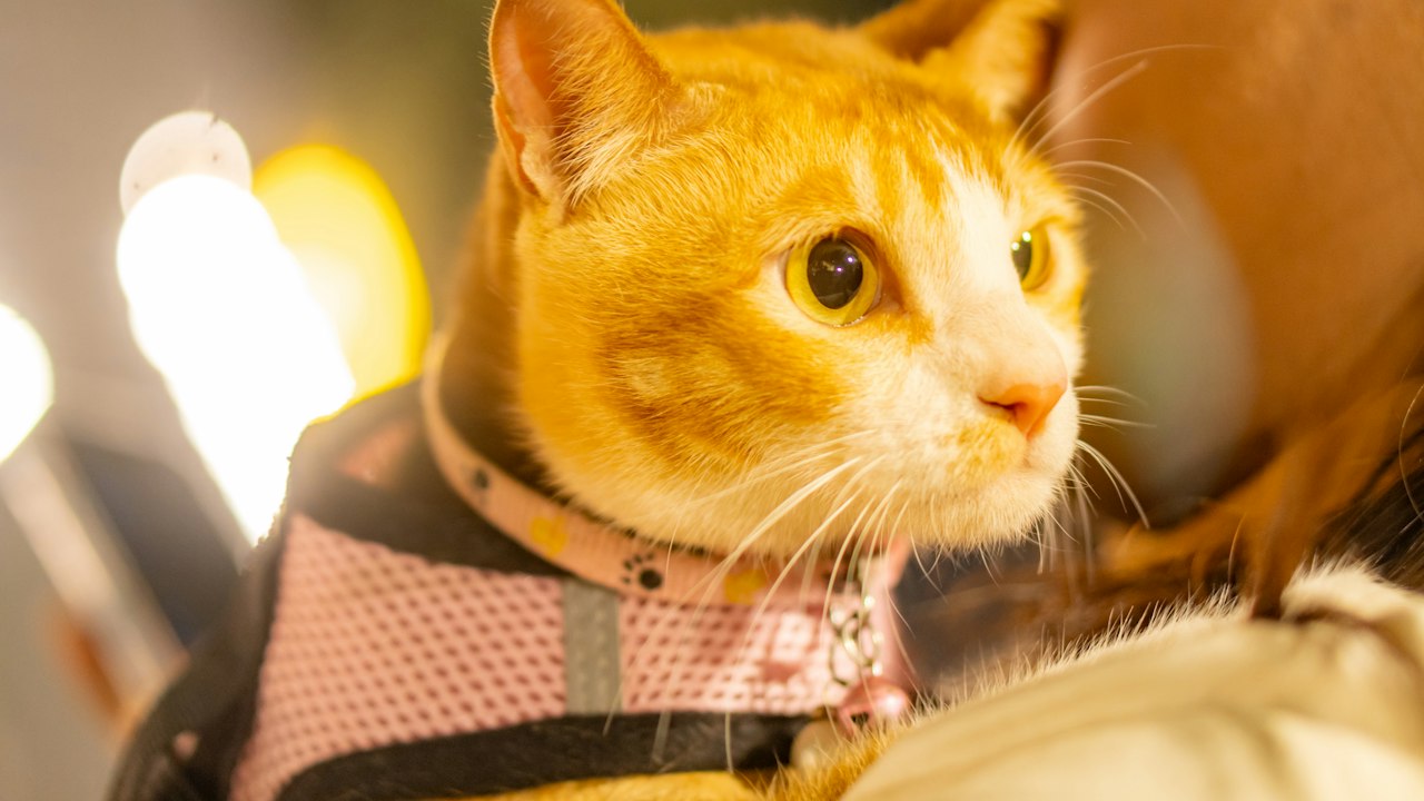 キャリーの中の猫(イメージ)