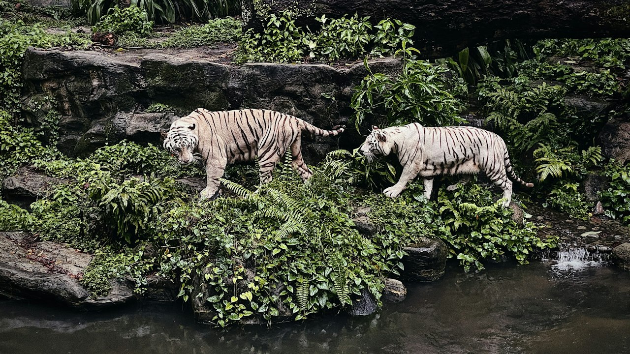 動物園の動物(イメージ)
