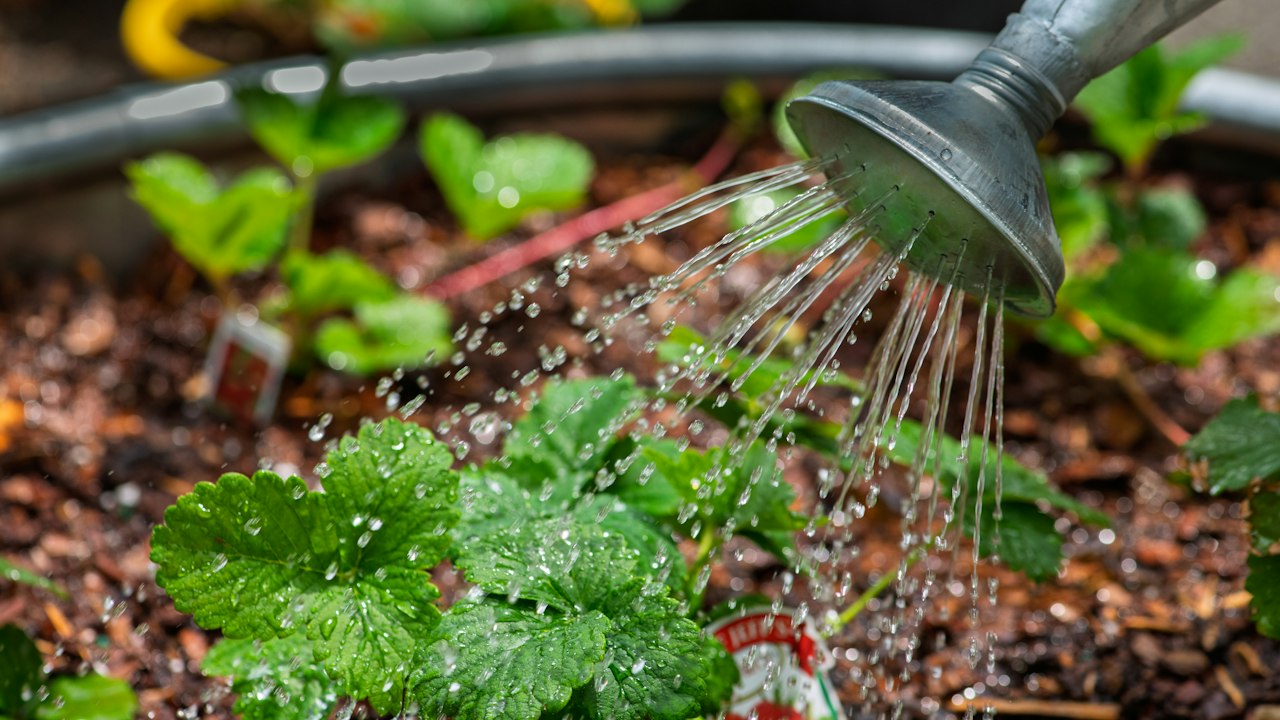 植物への水やり(イメージ)