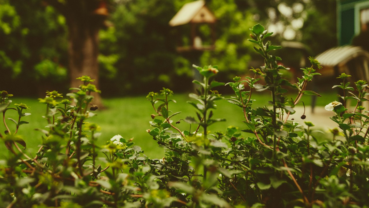 庭の植物(イメージ)