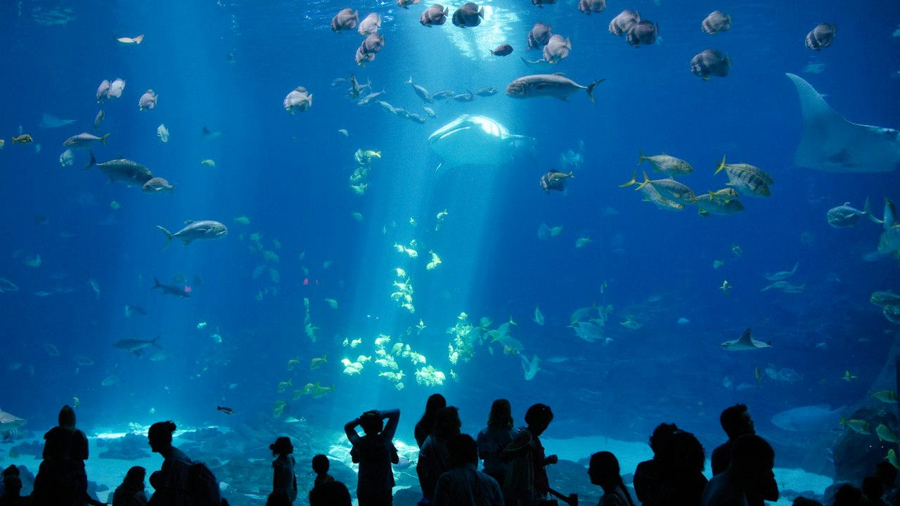水族館の大水槽(イメージ)